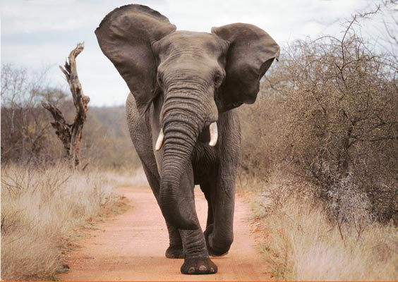 Elephant - Le Blog 100% Voyage Sur Mesure serapportantà Femelle  De L&amp;amp;#039;Elephant Nom 