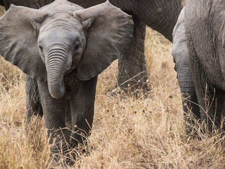 Eléphants Sans Défenses : Comment L'Homme A Influencé L pour Femelle  De L&#039;Elephant Nom