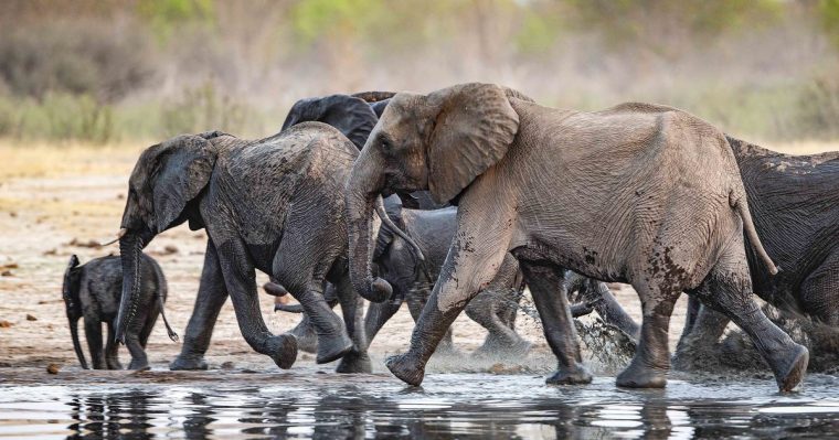 Faq Elephant  Combien Pèse Un Éléphant dedans Femelle  De L&#039;Elephant Nom