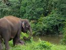 Femelle Éléphant De Sumatra Avec Son Petit, Elephas dedans Femelle De Elephant