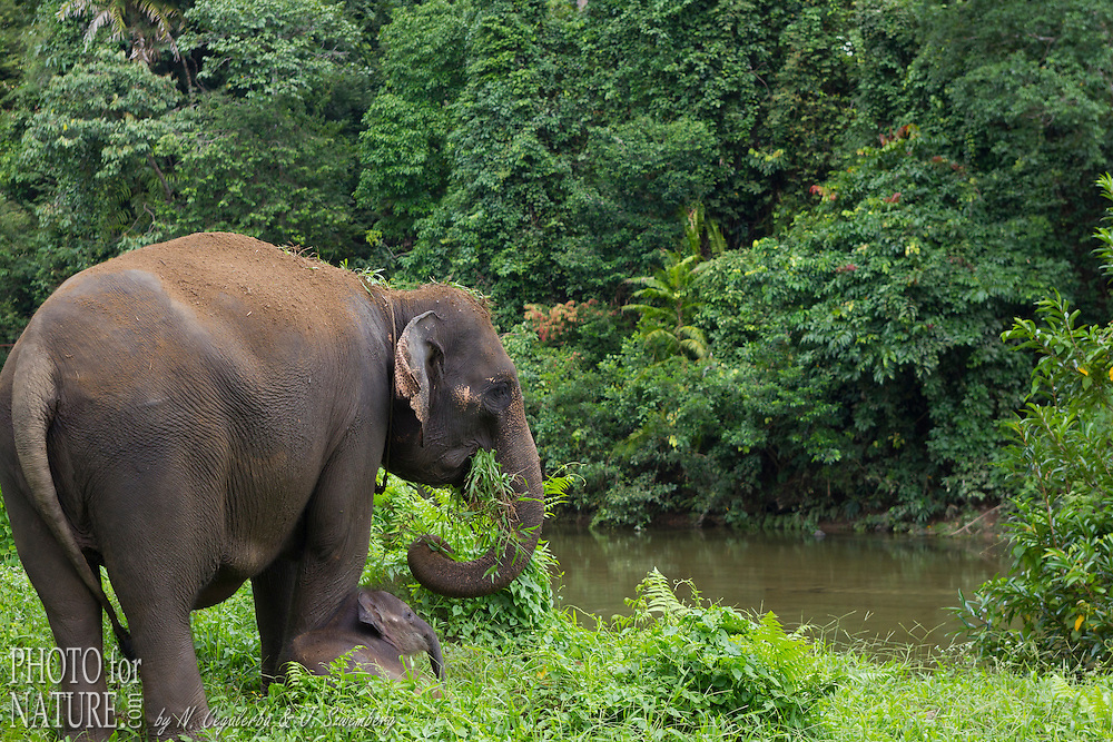 Femelle Éléphant De Sumatra Avec Son Petit, Elephas dedans Femelle De Elephant