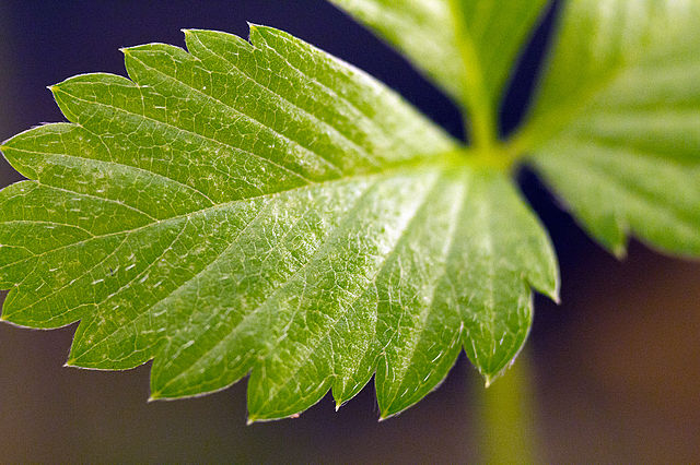 File:alpine Strawberry Plant - Wikimedia Commons encequiconcerne Pixle Strawberry Bush 