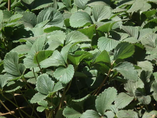 File:strawberry Plant From Lalbagh 2344 - Wikimedia tout Pixle Strawberry Bush 