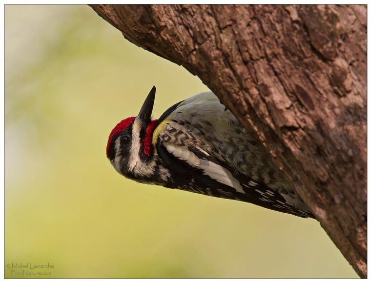 Findnature – Photos – Pic Maculé, Yellow-Bellied dedans Le Male -La Femelle -Les Petits