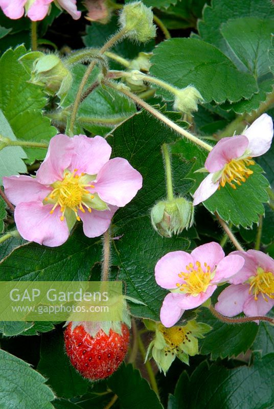 Fragaria &amp;#039;Pink Panda Stock Photo By Lynne Brotchie dedans Pixle Strawberry Bush 