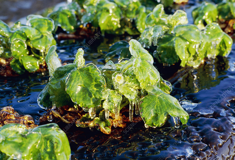 Frozen Strawberry Plants - Stock Image - E7701600 serapportantà Pixle Strawberry Bush