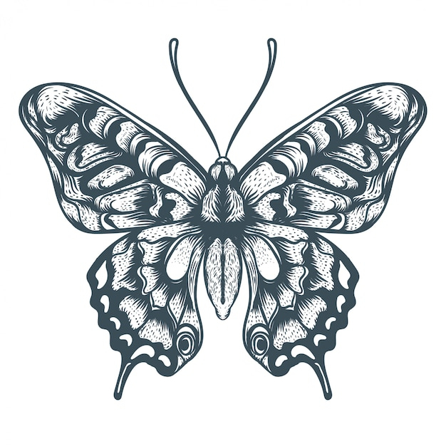 Illustration De Papillon Dessiné À La Main  Vecteur Premium à La Symetrie Pappillon   Dessin