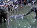 Inde : Une Femelle Éléphant Meurt Après Avoir Mangé Un intérieur Femelle De Elephant