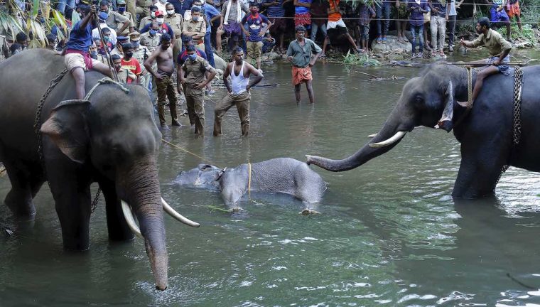 Inde : Une Femelle Éléphant Meurt Après Avoir Mangé Un intérieur Femelle De Elephant