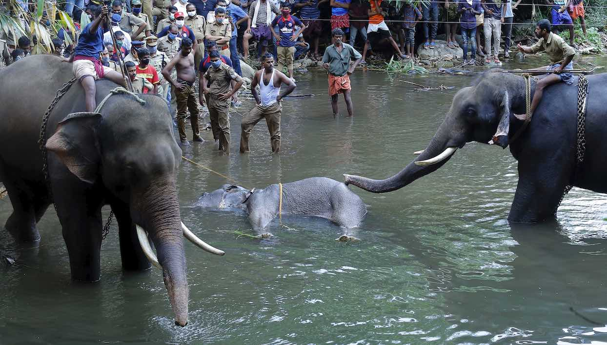 Inde : Une Femelle Éléphant Meurt Après Avoir Mangé Un intérieur Femelle De Elephant 