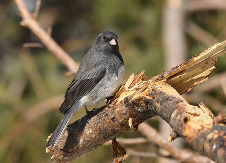 Junco Ardoisé – Dark-Eyed Junco  Junco Dans Le Bois avec Le Male -La Femelle -Les Petits