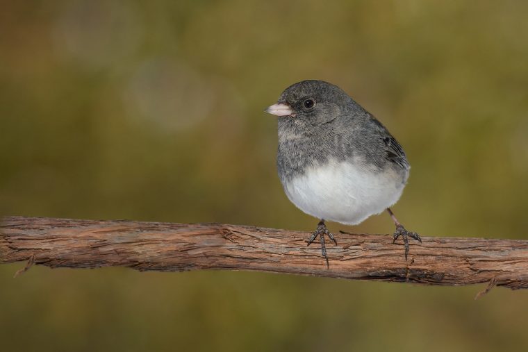 Junco Ardoisédark-Eyed Junco  Junco Ardoisédark-Eyed serapportantà Le Male -La Femelle -Les Petits