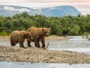 L'Alaska Et Ses Ours Kodiak - Homemyway à Comment Hiverne Le Blaireau Et L&amp;#039;Ours. Brun