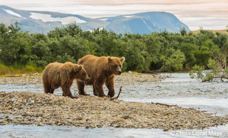 L'Alaska Et Ses Ours Kodiak – Homemyway à Comment Hiverne Le Blaireau Et L&#039;Ours. Brun