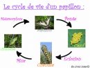 Le Cycle Du Papillon: - Blog De The-Lovely-Butterfly encequiconcerne Cycle De Vie Chenille