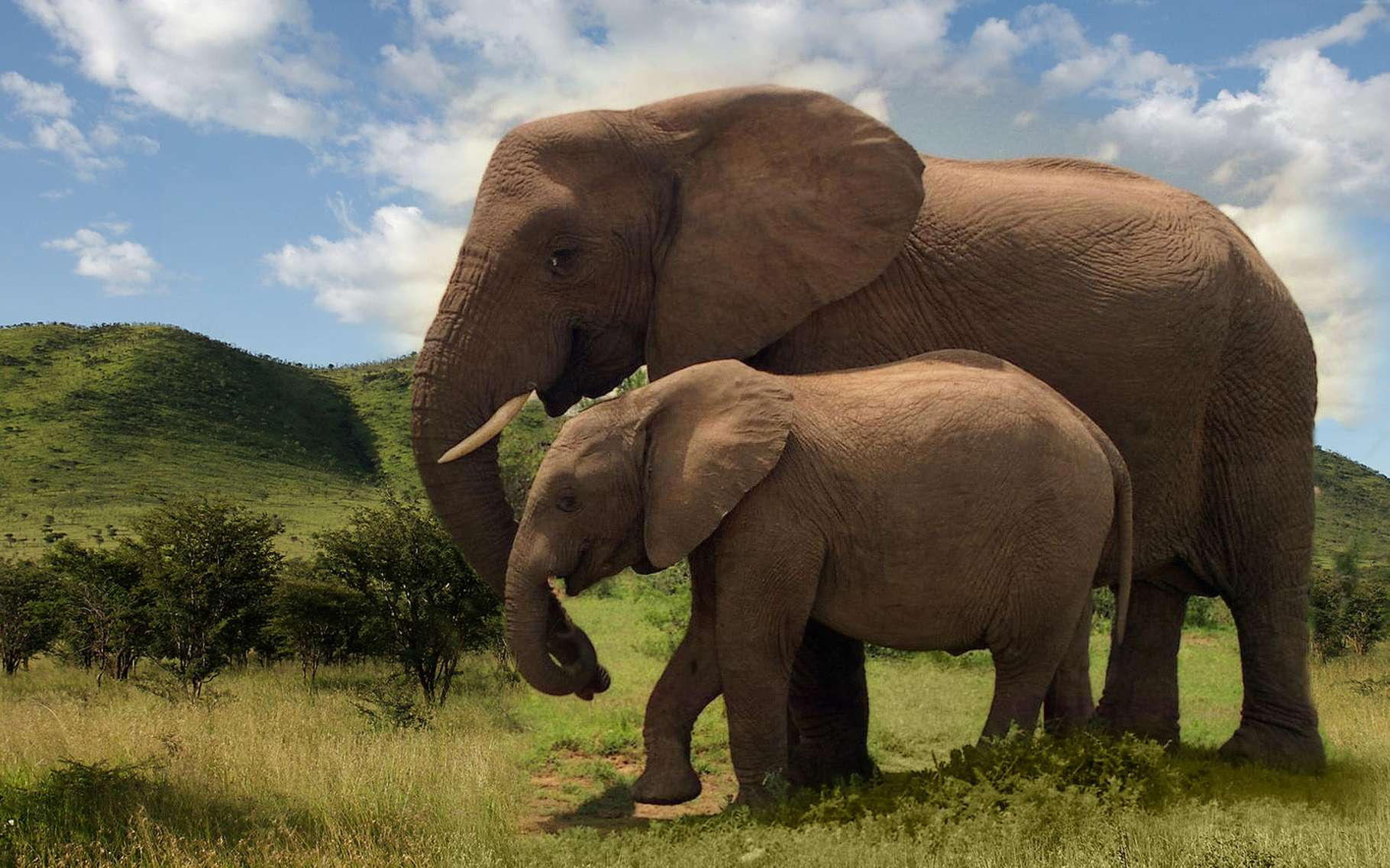 L'Éléphant : Plus Grand Animal Terrestre Actuel  Dossier dedans Femelle  De L&amp;#039;Elephant Nom