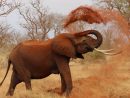 L'Éléphant : Plus Grand Animal Terrestre Actuel  Dossier pour Femelle  De L'Elephant Nom