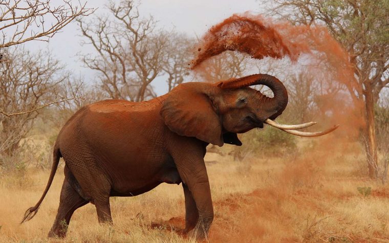 L'Éléphant : Plus Grand Animal Terrestre Actuel  Dossier pour Femelle  De L'Elephant Nom