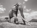 Les Incroyables Images D'Une Femelle Éléphant Aux Longues dedans Femelle De L&amp;#039;Elephant