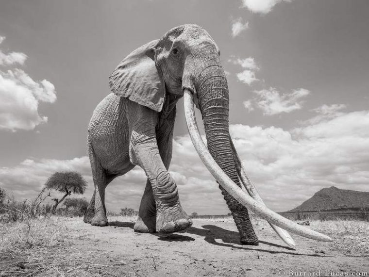 Les Incroyables Images D'Une Femelle Éléphant Aux Longues dedans Femelle De L&#039;Elephant