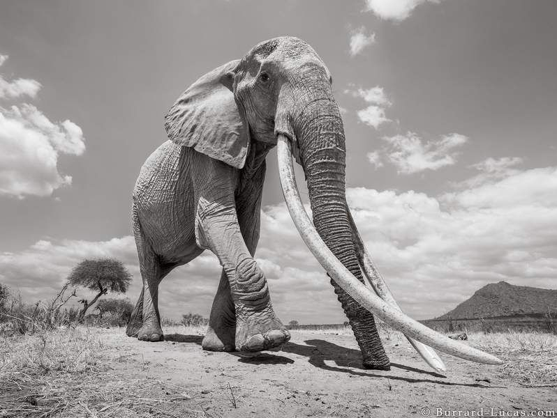 Les Incroyables Images D&amp;#039;Une Femelle Éléphant Aux Longues dedans Femelle De L&amp;amp;#039;Elephant 