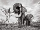 Les Incroyables Images D'Une Femelle Éléphant Aux Longues destiné Femelle De L'Elephant