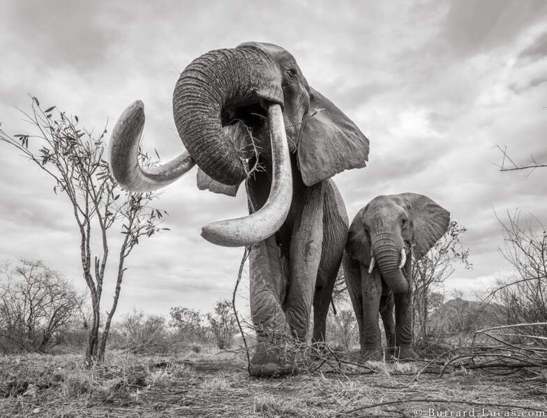 Les Incroyables Images D'Une Femelle Éléphant Aux Longues destiné Femelle De L'Elephant