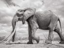 Les Incroyables Images D'Une Femelle Éléphant Aux Longues intérieur Femelle De L&amp;#039;Elephant