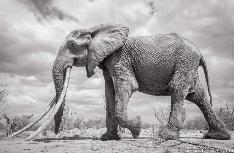 Les Incroyables Images D'Une Femelle Éléphant Aux Longues intérieur Femelle De L&#039;Elephant