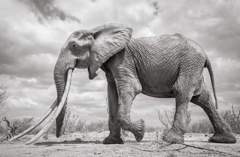 Les Incroyables Images D&amp;#039;Une Femelle Éléphant Aux Longues intérieur Femelle De L&amp;amp;#039;Elephant 