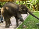 L'Incroyable Histoire De Mosha Le Premier Éléphant À Prothèse intérieur Femelle  De L&amp;#039;Elephant Nom