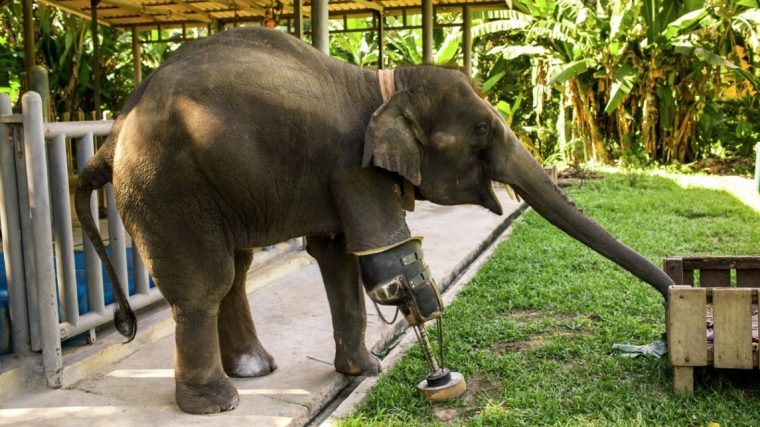 L'Incroyable Histoire De Mosha Le Premier Éléphant À Prothèse intérieur Femelle  De L&#039;Elephant Nom