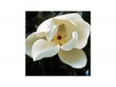 Magnolia Grandiflora 'François Treyve', Magnolia Persistant pour Les Ligned En Pointillã© Est-Ce Bien Orthographiã©