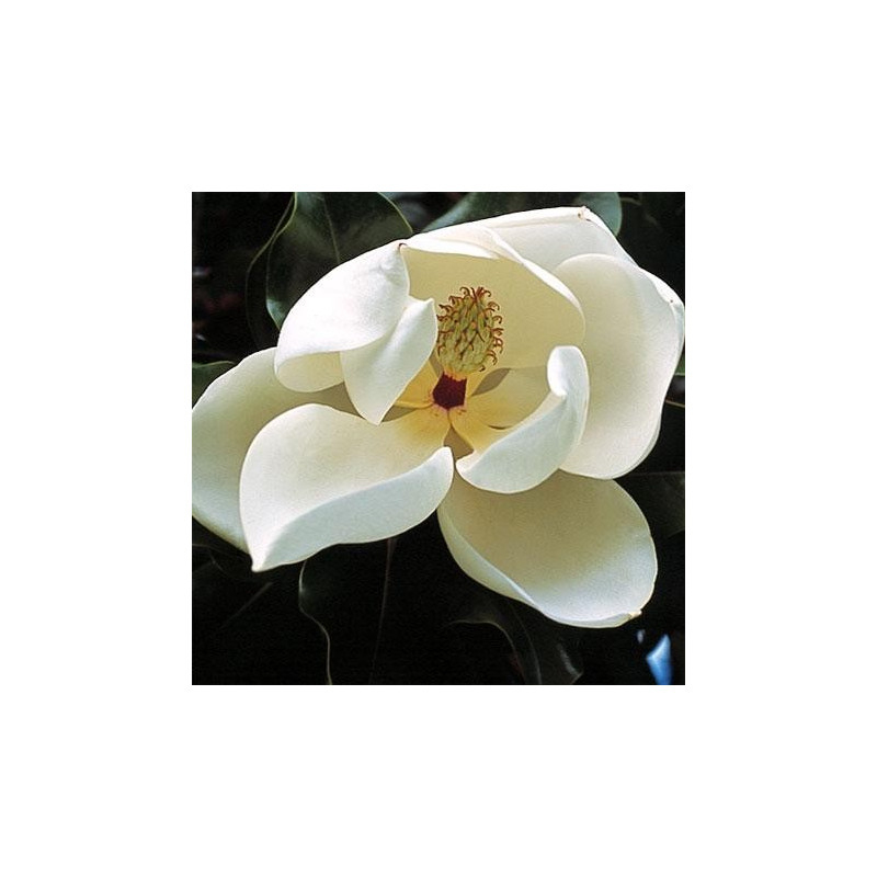 Magnolia Grandiflora &amp;#039;François Treyve&amp;#039;, Magnolia Persistant pour Les Ligned En Pointillã© Est-Ce Bien Orthographiã© 