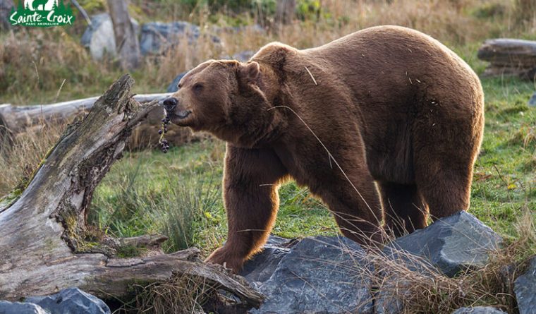 Ours Brun D'Europe – Parc Animalier De Sainte-Croix avec Comment Hiverne Le Blaireau Et L&#039;Ours. Brun