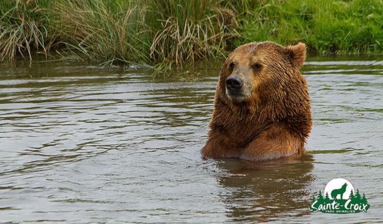 Ours Brun D'Europe – Parc Animalier De Sainte-Croix pour Comment Hiverne Le Blaireau Et L&#039;Ours. Brun