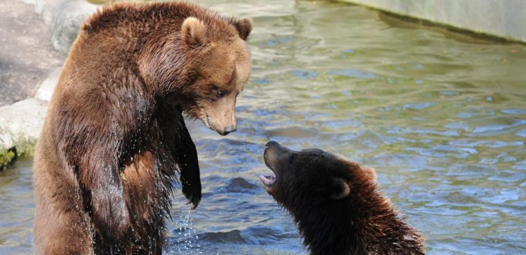 Ours Brun Du Kamtchatka – Pewter avec Comment Hiverne Le Blaireau Et L&#039;Ours. Brun