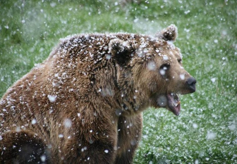 Ours Brun: Hivernation Ou Hibernation? Intérieur Animaux pour Animaux Qui Hibernent