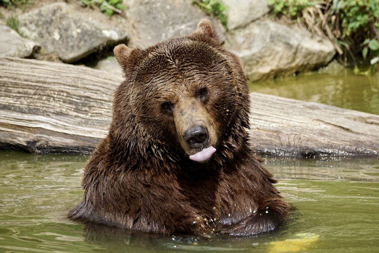 Photo D Ours A Telecharger Gratuitement – Hydhilfnigsgaghe pour Comment Hiverne Le Blaireau Et L&#039;Ours. Brun