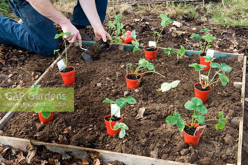 Planting Strawberry  Stock Photo By Bbc Magazines Ltd pour Pixle Strawberry Bush