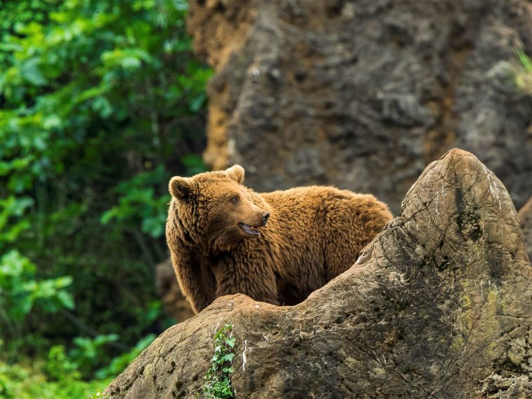 Protection De La Faune Et De La Flore : Comment Sengager à Comment Hiverne Le Blaireau Et L'Ours. Brun