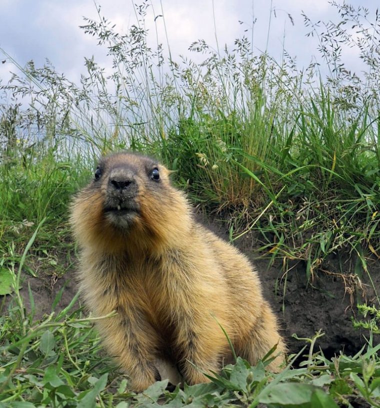 Quelle Est La Différence Entre Hiberner Et Hiverner concernant Animaux Qui Hibernent