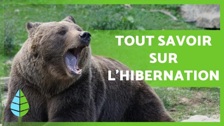 Qu'Est-Ce Que L'Hibernation Et Quels Sont Les Animaux Qui intérieur Animaux Qui Hibernent