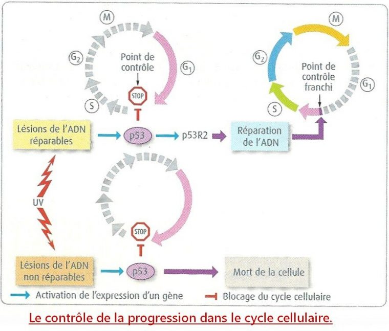 Régulation Du Cycle Cellulaire (Gène P53) – Pathologie encequiconcerne Cycle 1 Le Cycle Du Tetard