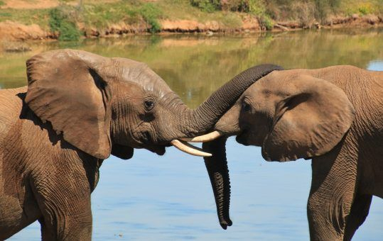 Résultats De Recherche D'Images Pour « Photos Animaux pour Femelle  De L&amp;#039;Elephant Nom