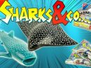 Sharks &amp; Co Nouvelle Edition Requins Boite Complète 16 pour Sharks And Co Altaya