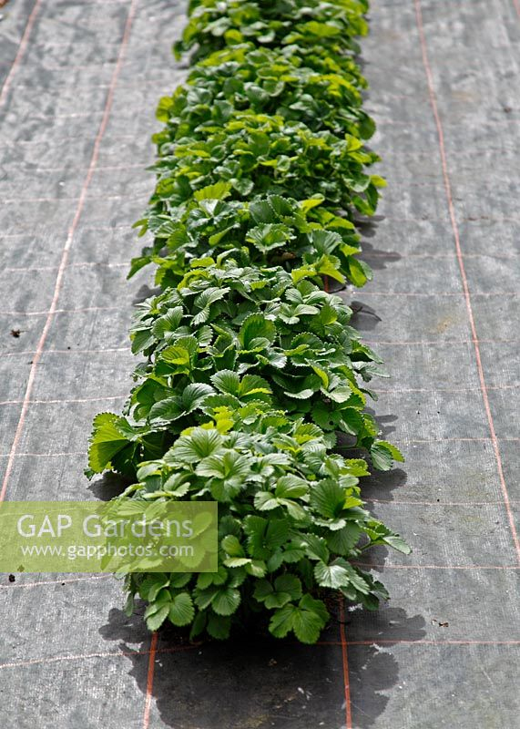 Strawberry Plants Gr Stock Photo By Dave Bevan, Image destiné Pixle Strawberry Bush 