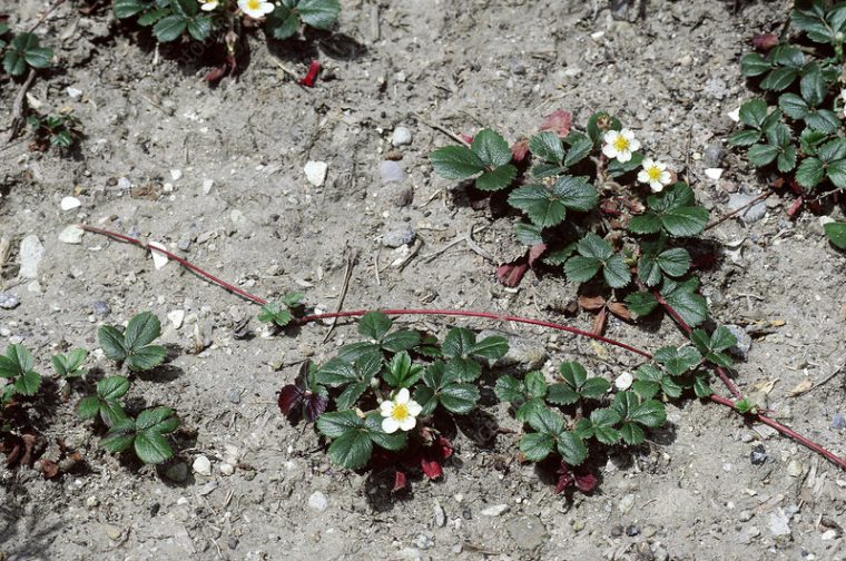 Strawberry Plants – Stock Image – B5901624 – Science à Pixle Strawberry Bush