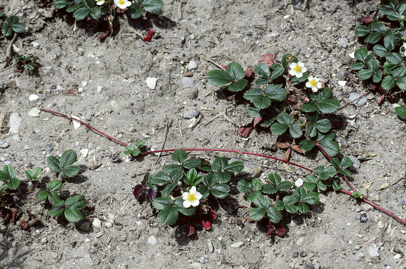 Strawberry Plants - Stock Image - B5901624 - Science à Pixle Strawberry Bush 