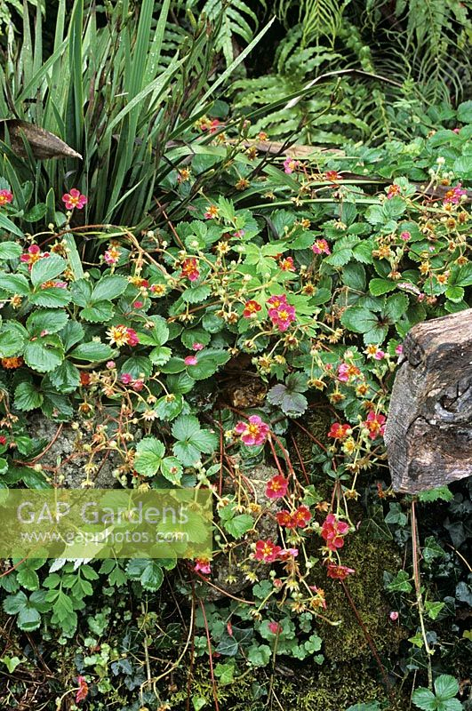 Strawberry &amp;#039;Ruby Red Stock Photo By Janet Johnson pour Pixle Strawberry Bush 